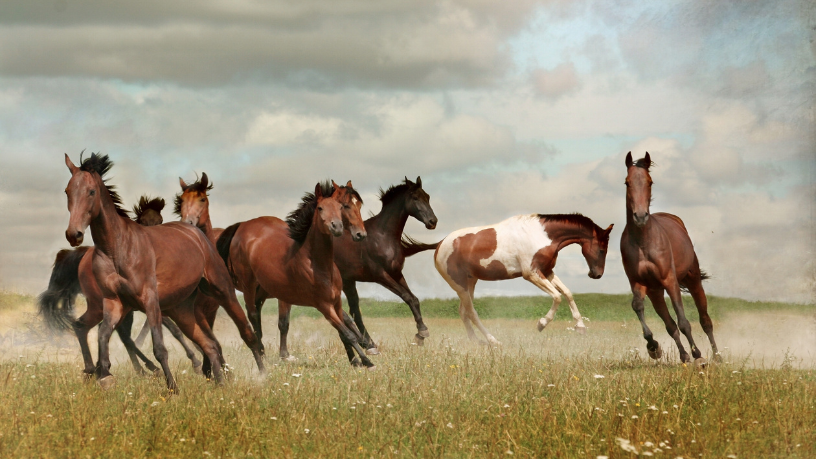 Veja com Aldo Vendramin como ampliar as oportunidades de exportação de cavalos crioulos no cenário latino-americano.


